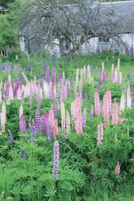 Framed Print : Lupins in an old garden Framed Print : Lupins in an old garden