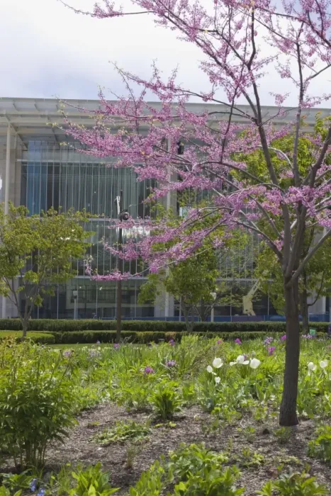 Framed Print : The Lurie Garden and Art Institute of Chicago, Millennium Park, Chicago Framed Print : The Lurie Garden and Art Institute of Chicago, Millennium Park, Chicago