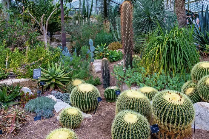 Framed Print : Lush cactus garden with a variety of succulents and desert plants of diverse shapes and textures at Kew Gardens, London, England, United Kingdom, Europe Framed Print : Lush cactus garden with a variety of succulents and desert plants of diverse shapes and textures at Kew Gardens, London, England, United Kingdom, Europe