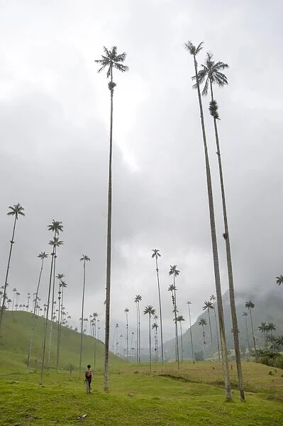 The lush Cocora Valley, part of Los Nevados National Park, principal home for the