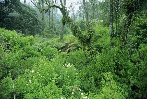 Lush forest growing on the fertile volcanic slopes