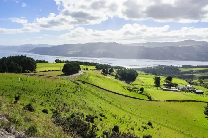 Framed Print : Lush green fields with sheep grazing, Otago Peninsula, South Island, New Zealand, Pacific Framed Print : Lush green fields with sheep grazing, Otago Peninsula, South Island, New Zealand, Pacific