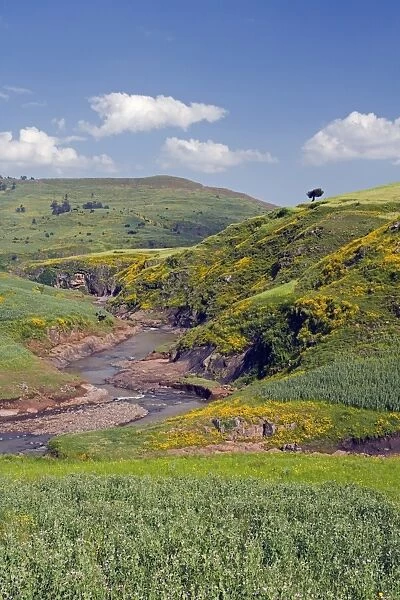 Lush green hills and yellow Meskel flowers, Simien Mountains National Park