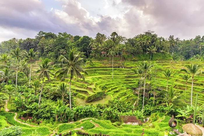 Framed Print : Lush palm trees and rice terraced fields, Ubud, Bali, Indonesia Framed Print : Lush palm trees and rice terraced fields, Ubud, Bali, Indonesia