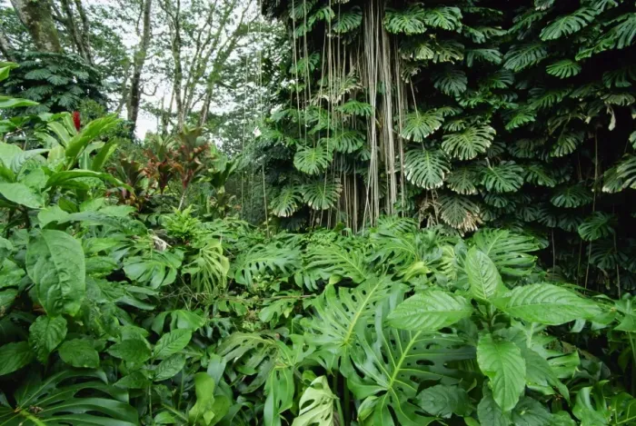 Framed Print : Lush vegetation at Akaka Falls Framed Print : Lush vegetation at Akaka Falls
