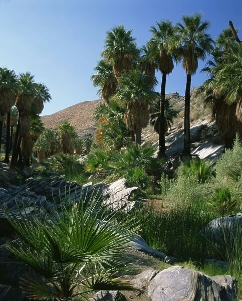 Lush vegetation including palm trees on the banks of