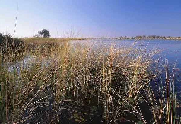 Lush vegetation in Okavango Delta, Moremi Game Reserve, Okavango Delta, Botswana, Africa