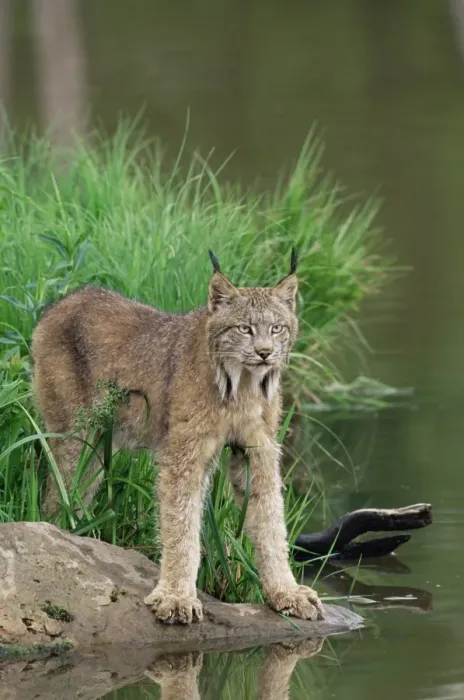 Framed Print : Lynx (Lynx canadensis) Framed Print : Lynx (Lynx canadensis)