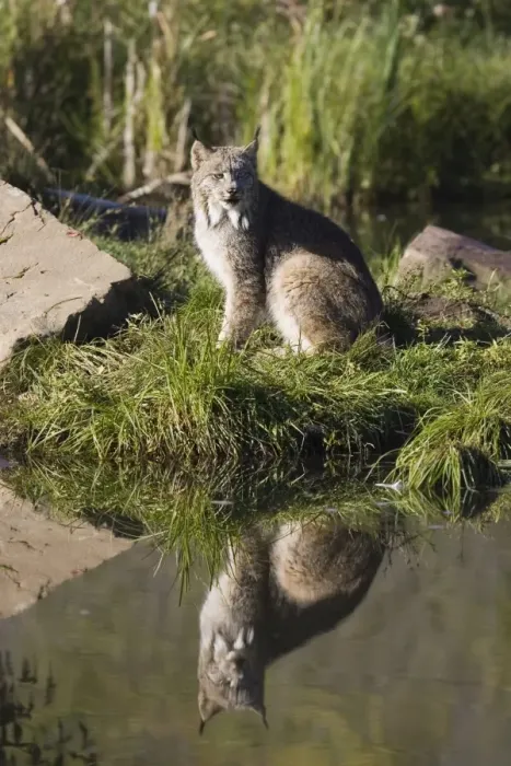 Framed Print : Lynx (Lynx canadensis) reflected sitting at waters edge Framed Print : Lynx (Lynx canadensis) reflected sitting at waters edge