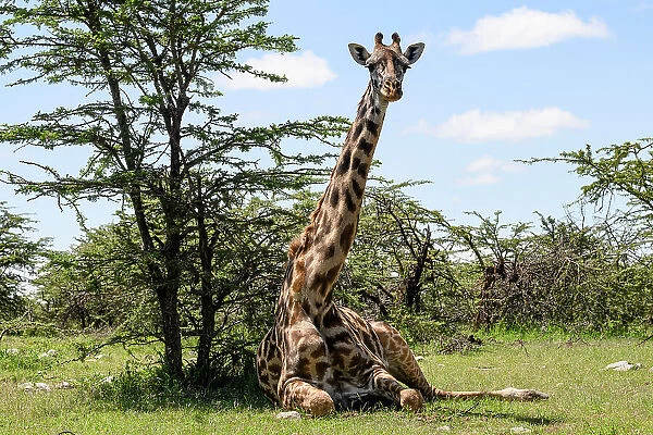 Maasai Giraffe, (Giraffa Tippelskirchi), Mara North, Kenya, East Africa, Africa