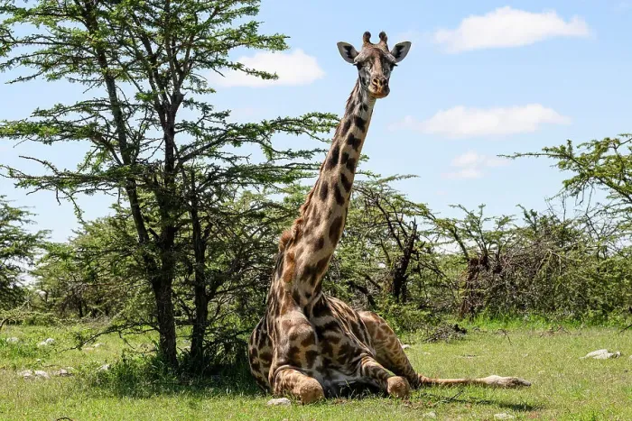 Framed Print : Maasai Giraffe, (Giraffa Tippelskirchi), Mara North, Kenya, East Africa, Africa Framed Print : Maasai Giraffe, (Giraffa Tippelskirchi), Mara North, Kenya, East Africa, Africa