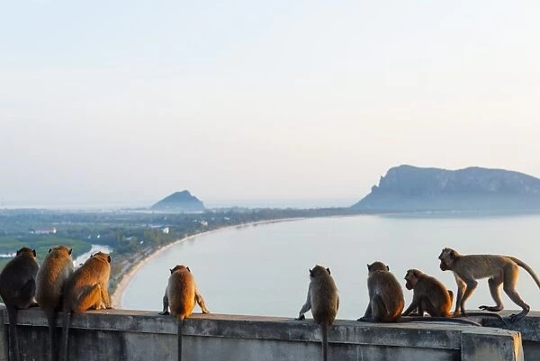 Macaque monkey (Macaca), Khao Chong Krajok, Prachuap Kiri Khan, Thailand, Southeast Asia