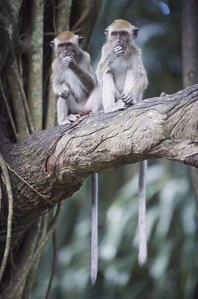 Macaque monkeys in Lake Gardens, Kuala Lumpur, Malaysia, Southeast Asia, Asia