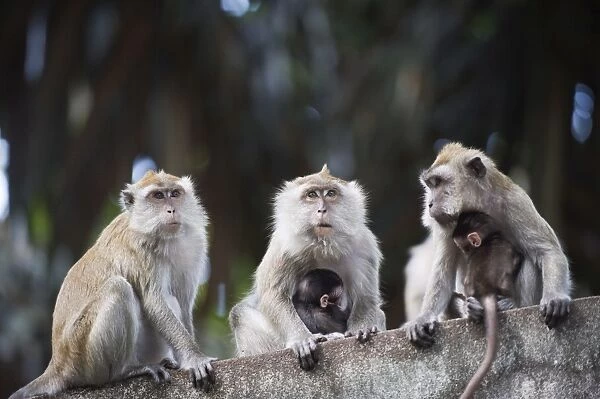 Macaque monkeys in Lake Gardens, Kuala Lumpur, Malaysia, Southeast Asia, Asia