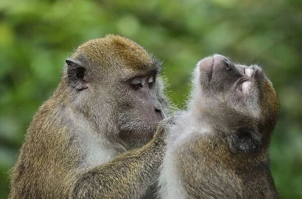 Macaques, Sabah, Borneo, Malaysia, Southeast Asia, Asia