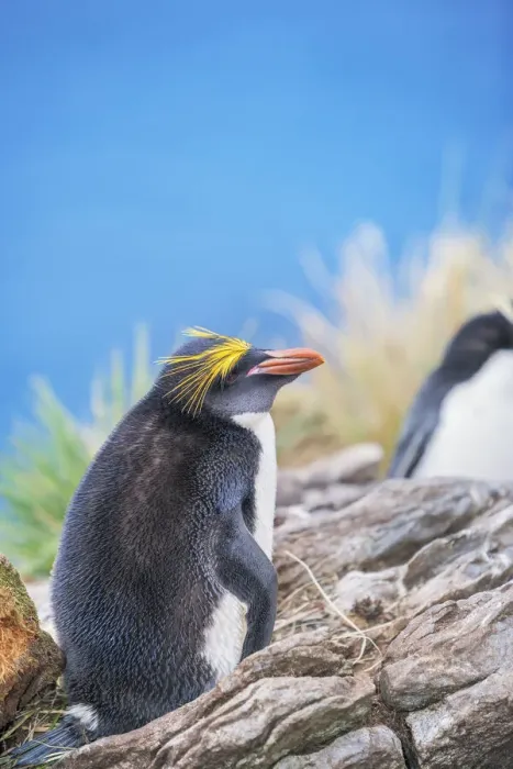 Framed Print : Macaroni penguin (Eudyptes chrysolophus) on a rocky islet, East Falkland Framed Print : Macaroni penguin (Eudyptes chrysolophus) on a rocky islet, East Falkland