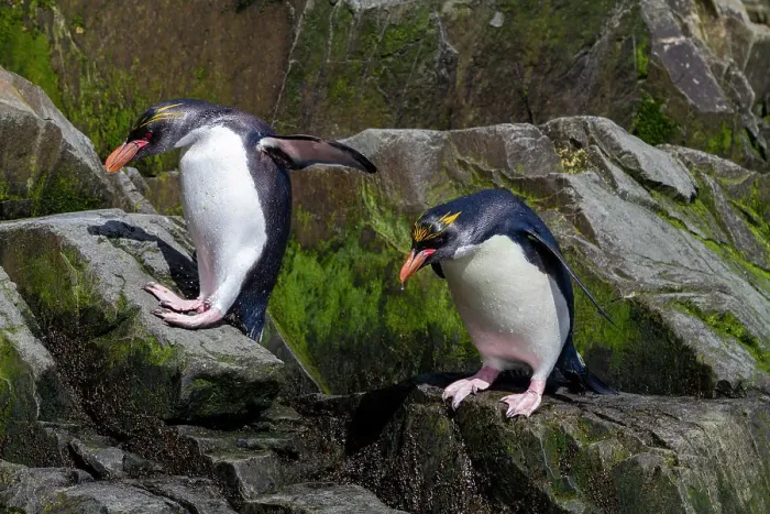 Framed Print : Macaroni penguins (Eudyptes chrysolophus) scrambling up steep cliffs at Hercules Bay on South Georgia Island, Polar Regions Framed Print : Macaroni penguins (Eudyptes chrysolophus) scrambling up steep cliffs at Hercules Bay on South Georgia Island, Polar Regions