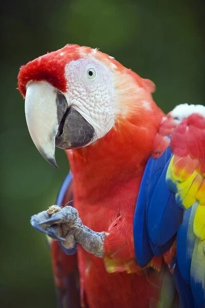 Macaw at Copan Ruins, Honduras, Central America