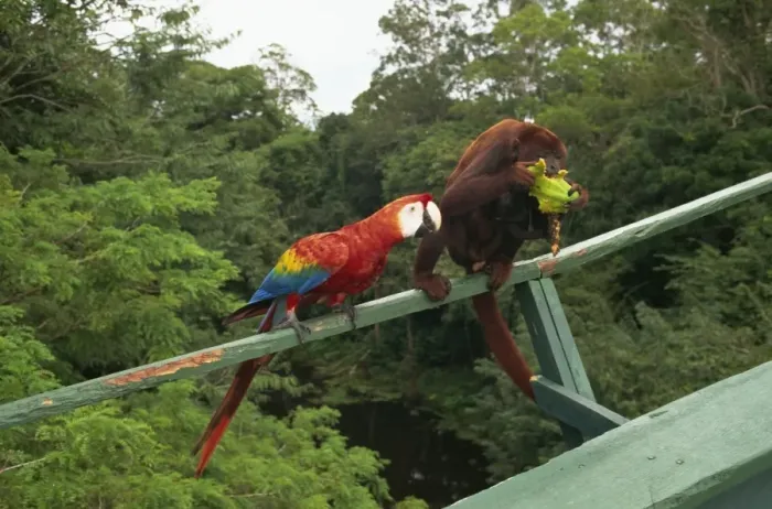 Framed Print : Macaw and monkey compete for fruit, Amazon area, Brazil, South America Framed Print : Macaw and monkey compete for fruit, Amazon area, Brazil, South America