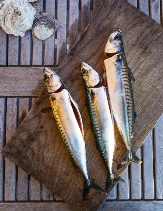 Framed Print : Mackerel fish, Grebbestad, Bohuslan region, west coast, Sweden, Scandinavia, Europe Framed Print : Mackerel fish, Grebbestad, Bohuslan region, west coast, Sweden, Scandinavia, Europe