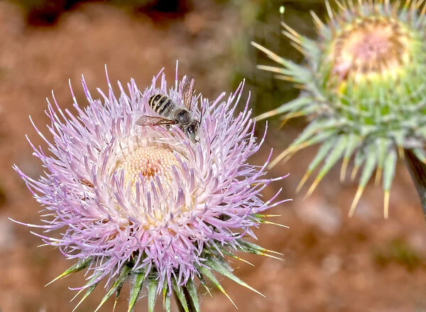 Macro photo of a Wheelers Thistle Flower native to Arizona, United States of America