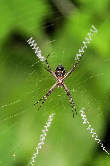 Framed Print : Macro photograph of a spider (Order Araneae) in the Galapagos Island Archipelago, UNESCO World Heritage Site, Ecuador, South America Framed Print : Macro photograph of a spider (Order Araneae) in the Galapagos Island Archipelago, UNESCO World Heritage Site, Ecuador, South America