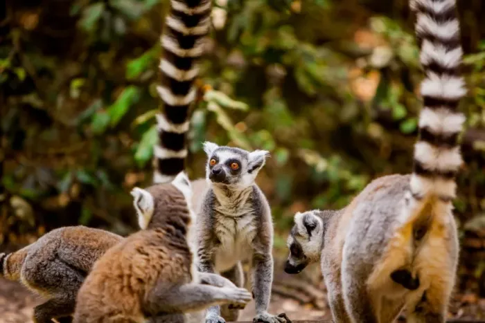 Framed Print : Madagascar lemurs, Johannesburg, South Africa, Africa Framed Print : Madagascar lemurs, Johannesburg, South Africa, Africa