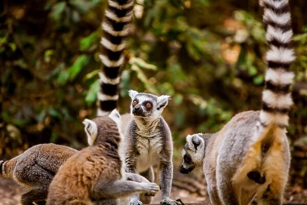 Madagascar lemurs, Johannesburg, South Africa, Africa