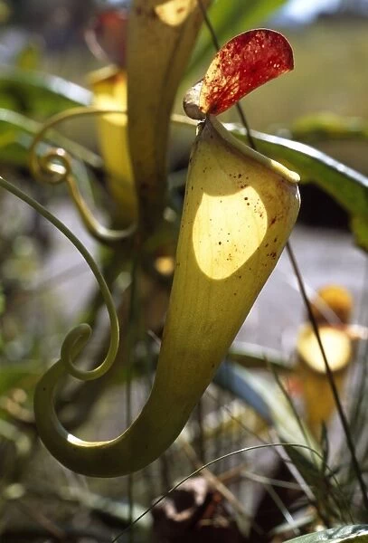 Madagascar pitcher plant(Nepenthes madagascariensis), a carnivorous plant that produces impressive pitchers that catch insect prey