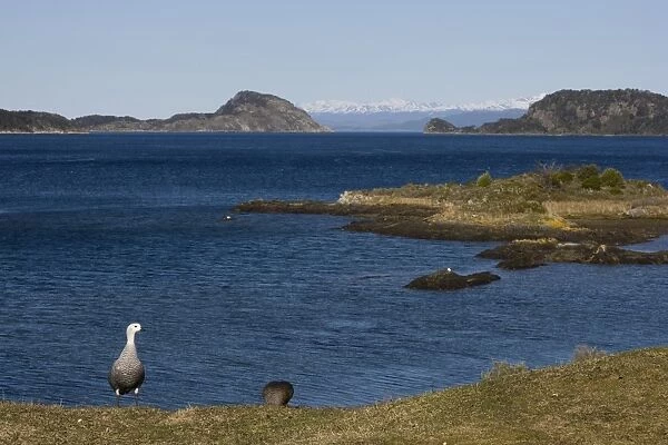 Magellan goose (Chloephaga picta), Ushuaia, Tierra del Fuego, Argentina, South America