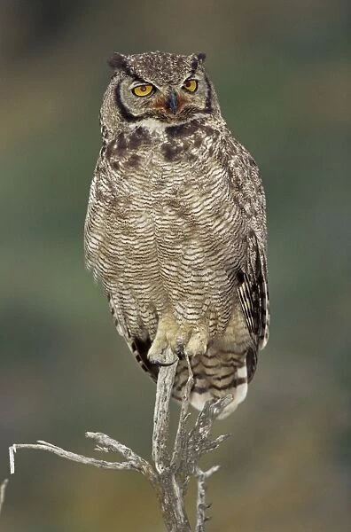 A Magellanic horned owl (Bubo magellanicus) sitting on a tree, Torres del Paine National Park