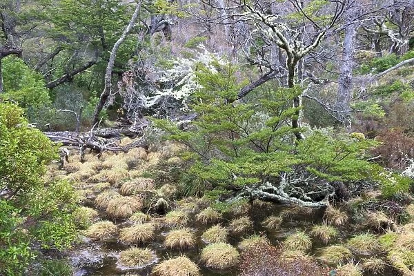 Magellanic lenga (Nothofagus pumilio) forest and swamp, Torres del Paine National Park, Patagonia, Chile, South America