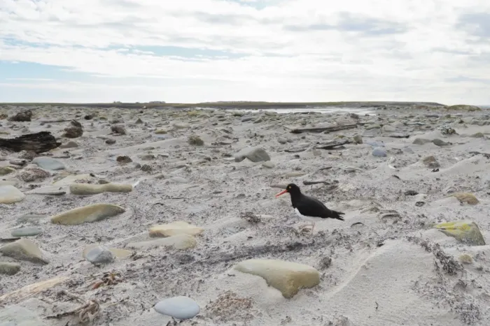 Framed Print : Magellanic oyster catcher (Haematopus leucopodus) and Sea Lion Lodge, Sea Lion Island, Falkland Islands, South America Framed Print : Magellanic oyster catcher (Haematopus leucopodus) and Sea Lion Lodge, Sea Lion Island, Falkland Islands, South America
