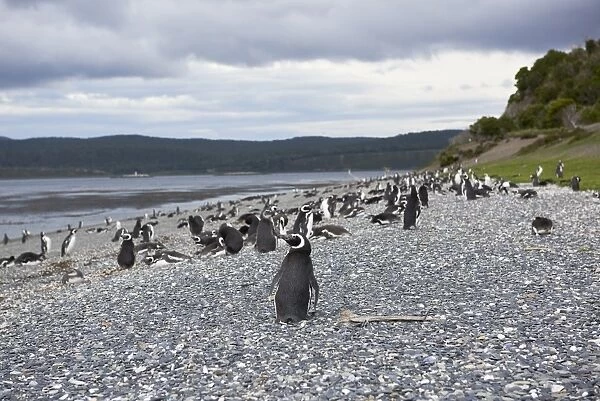 A magellanic penguin colony at the beach on Martillo Island, Tierra del Fuego, Argentina