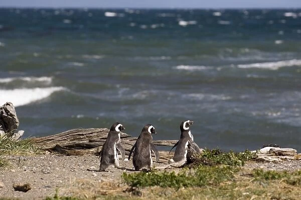 Magellanic penguin colony, Seno Otway, Patagonia, Chile, South America