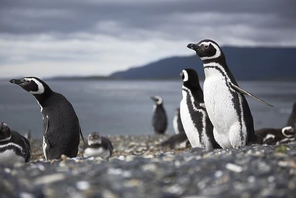 A magellanic penguin on Martillo Island, Tierra del Fuego, Argentina, South America