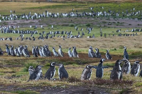 Magellanic penguin (Spheniscus magellanicus) colony, Carcass Island, West Falklands