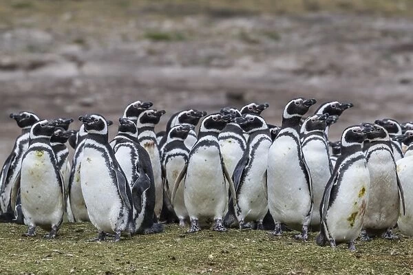Magellanic penguin (Spheniscus magellanicus) breeding colony on Carcass Island, Falkland Islands