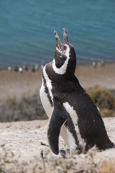 Magellanic penguin (Spheniscus magellanicus), Peninsula Valdez, UNESCO World Heritage Site, Argentina, South America