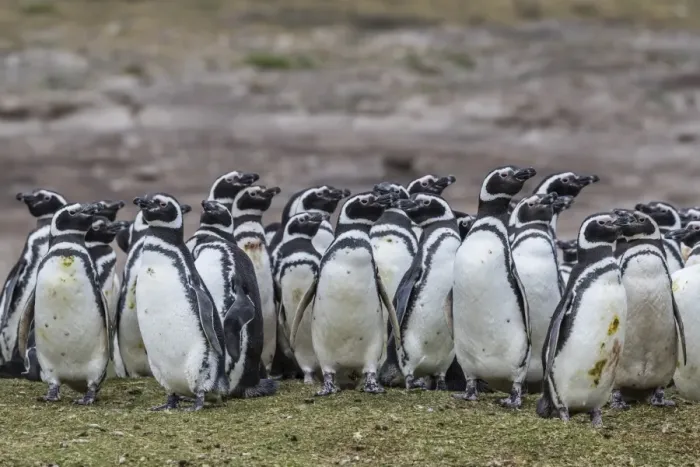 Framed Print : Magellanic penguin (Spheniscus magellanicus) breeding colony on Carcass Island, Falkland Islands Framed Print : Magellanic penguin (Spheniscus magellanicus) breeding colony on Carcass Island, Falkland Islands