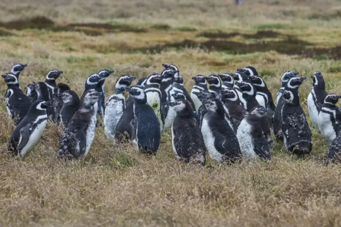 Framed Print : Magellanic penguin (Spheniscus magellanicus) colony, Carcass Island, West Falklands Framed Print : Magellanic penguin (Spheniscus magellanicus) colony, Carcass Island, West Falklands
