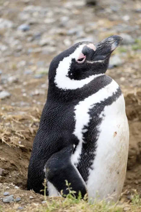 Framed Print : Magellanic penguin (Spheniscus magellanicus) in its nesting burrow, Patagonia, Chile