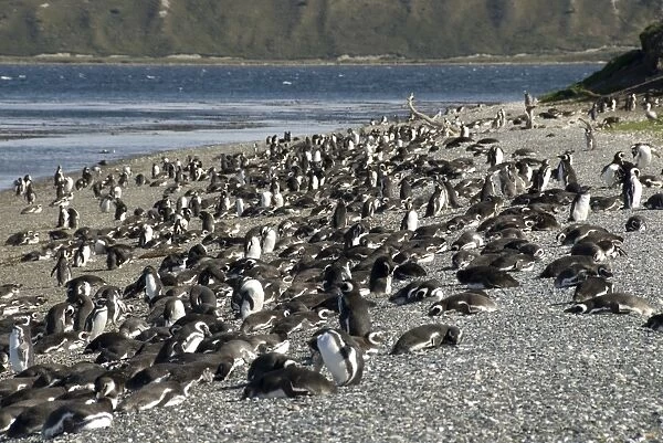 Magellanic penguins (Spheniscus magellanicus), Isla Martillo, Ushuaia, Beagle Channel, Tierra del Fuego, Argentina, South America