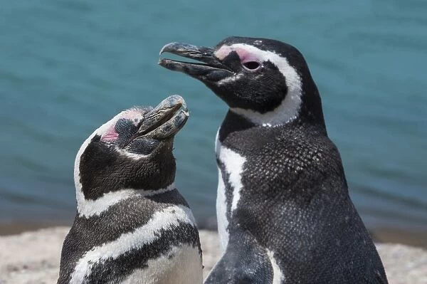 Magellanic penguins (Spheniscus magellanicus), Peninsula Valdez, UNESCO World Heritage Site, Argentina, South America