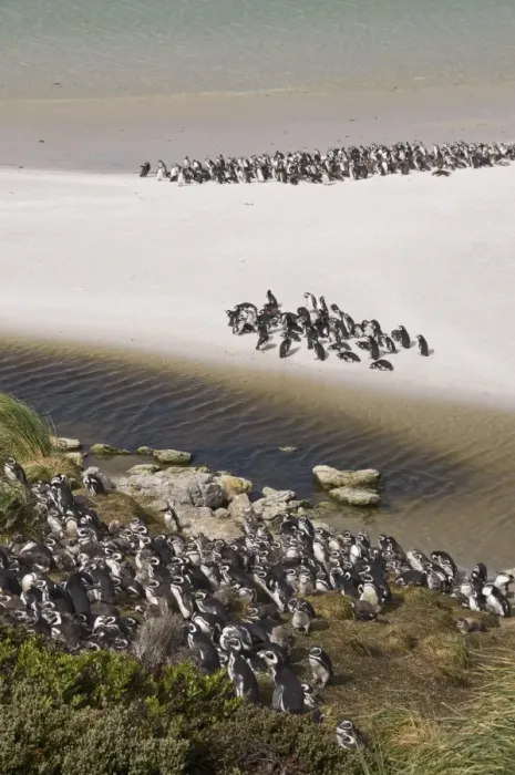 Framed Print : Magellanic penguins, Yorke Bay, Port Stanley, Falkland Islands, South America Framed Print : Magellanic penguins, Yorke Bay, Port Stanley, Falkland Islands, South America