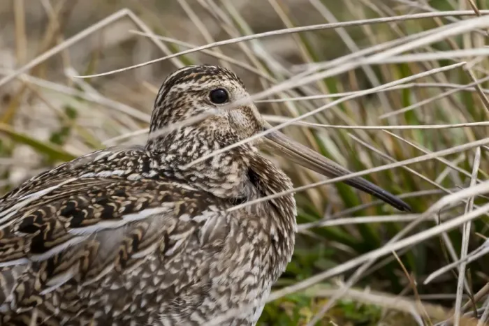 Framed Print : Magellanic snipe (Gallinago magellanica magellanica) hides in grassland, Sea Lion Island, Falkland Islands, South America Framed Print : Magellanic snipe (Gallinago magellanica magellanica) hides in grassland, Sea Lion Island, Falkland Islands, South America