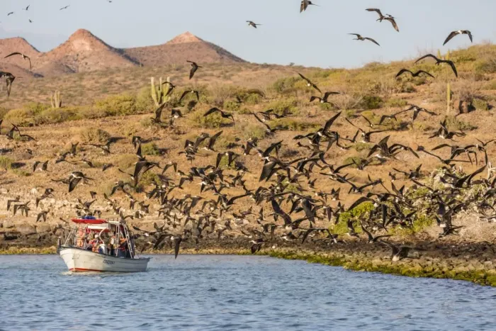 Framed Print : Magnificent frigatebirds (Fregata magnificens), San Gabriel Bay, Espiritu Santo Island Framed Print : Magnificent frigatebirds (Fregata magnificens), San Gabriel Bay, Espiritu Santo Island