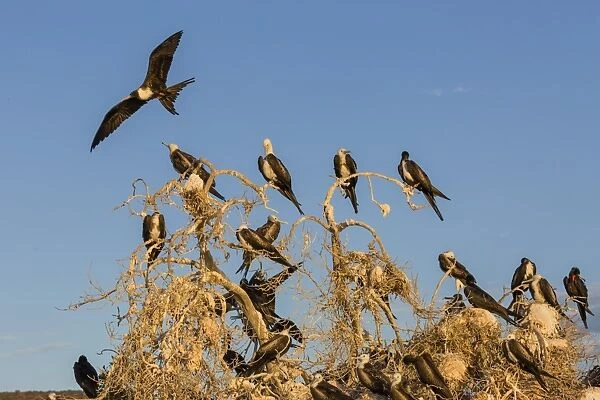 Magnificent frigatebirds (Fregata magnificens), San Gabriel Bay, Espiritu Santo Island