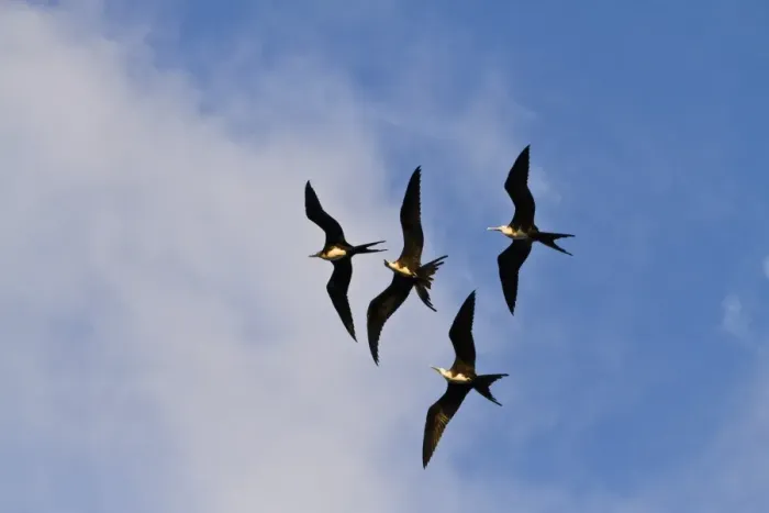 Framed Print : Magnificent frigatebirds (Fregata magnificens), Punta Pitt, San Cristobal Island, Galapagos Islands, Ecuador, South America Framed Print : Magnificent frigatebirds (Fregata magnificens), Punta Pitt, San Cristobal Island, Galapagos Islands, Ecuador, South America