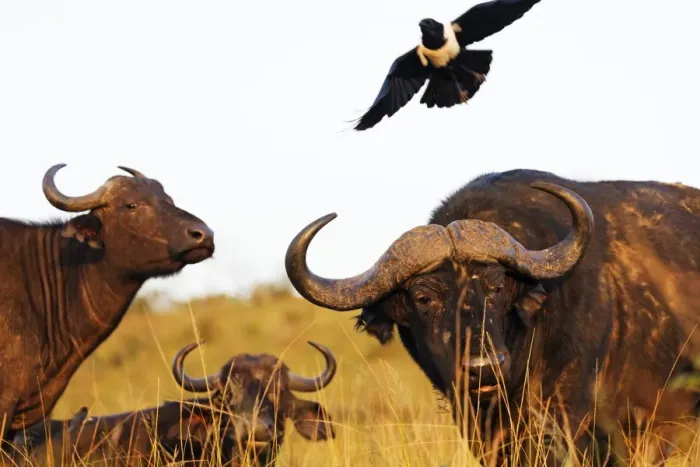 Framed Print : Magpie (Urolestes) and Buffalo (Syncerus caffer), Hluhluwe-Imfolozi Park, Kwazulu-Natal Framed Print : Magpie (Urolestes) and Buffalo (Syncerus caffer), Hluhluwe-Imfolozi Park, Kwazulu-Natal